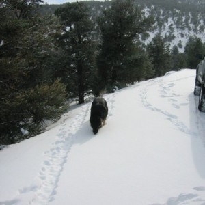 Bosco in the snow