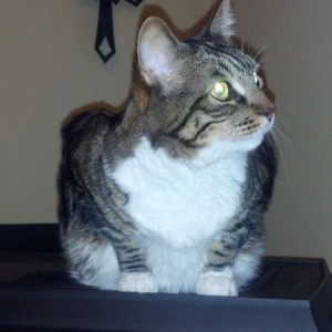 Cat thread