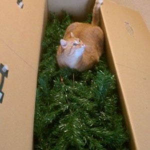 Helping to squish and make more room