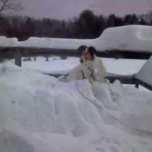 Ralph, king of the snowpile!