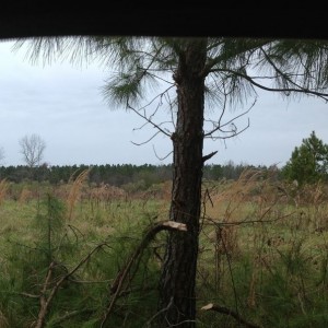 Last day of the whitetail season (in the rain).