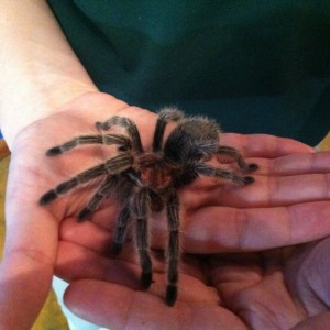 Spider...for the 4^2