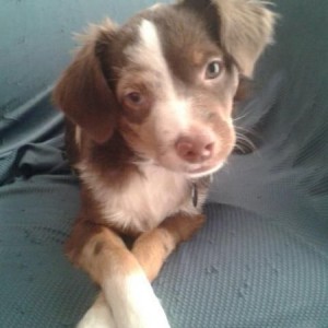 " i didnt mean to chew your work boot"..