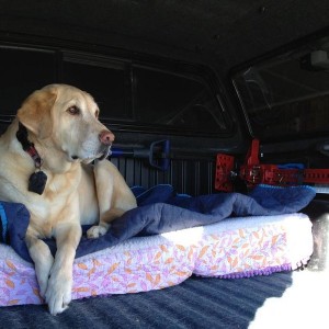 dog transport