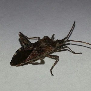Anyone know what this is? Some kind of insect beetle i live in conifer CO