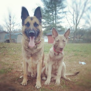 Jager and Chopper. Brothers 3 years apart Sent from my Verizon Wireless 4GL