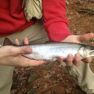 Another brookie