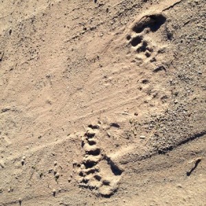 Bear