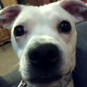 Did I hear you say "bacon"?