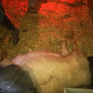 Waiting on pig to have little piggies! Looks like it going to be a long nig
