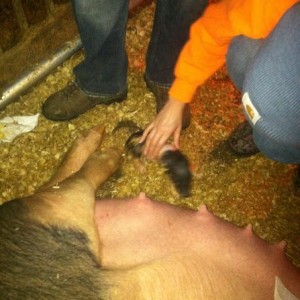 1st pig of the night.
