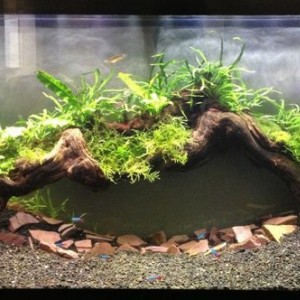 Planted 55 gal