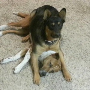 dog sitting on another dog