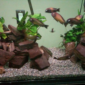 aquarium #2
