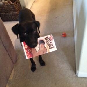 dog3