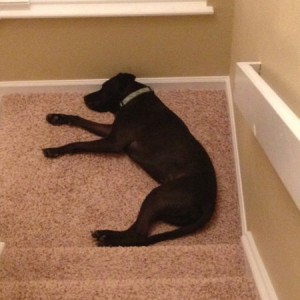 dog22