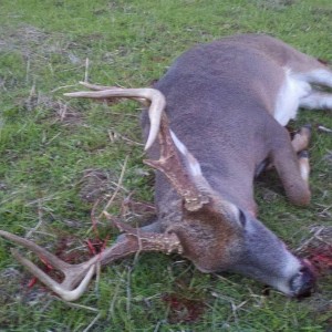 deer9