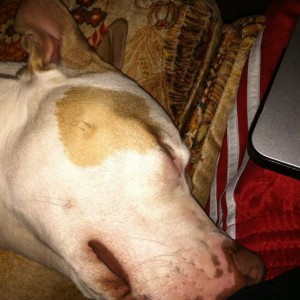 Lazy pitbull sleeping while I troll