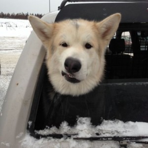 Pup had a stroke.