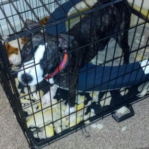 And this is what happens when you leave a 5 month old puppy one for 20 minu
