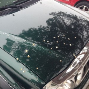 A goose had the shits I guess.