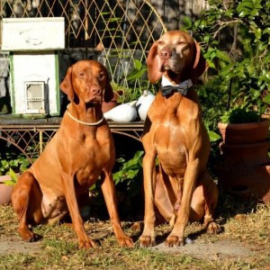 Wedding picture