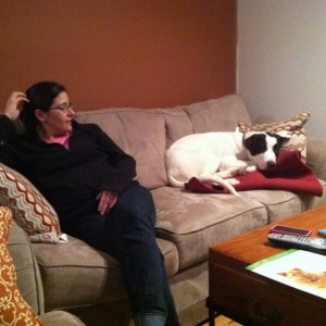 Pets