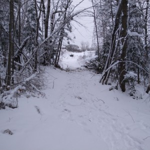 Trail.clearing.12.29.21.1