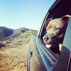 Pup seems to approve