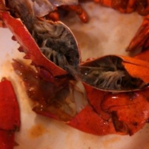 This was my lobster at dinner.. I'm pretty sure it shouldn't be g