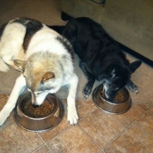 Lazy ass dogs.