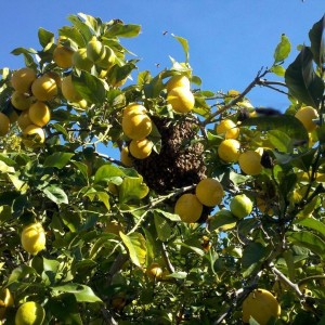 Looks like ill be getting some fresh honey from the backyard as well. :)