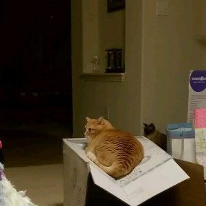 *Fatass*