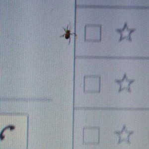Little bastard crawling on my screen
