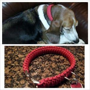 Tied my pooch a collar