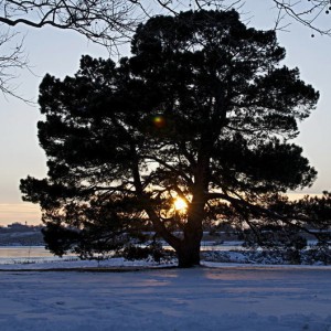 TreeSunsetHorizontal