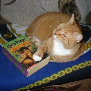 My Cat Likes Potter