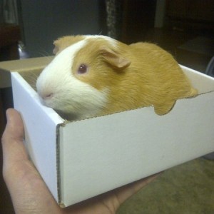 Big pig - Little box. :D