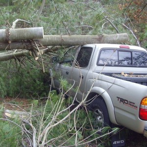 Tacoma vs tree 1