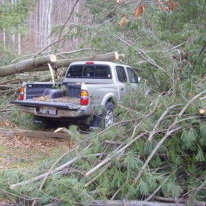 Tacoma vs tree 2