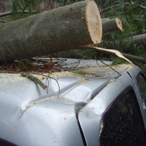 Tacoma vs tree 3