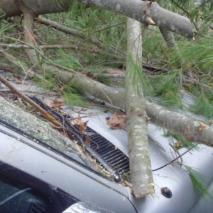 tree vs tacoma