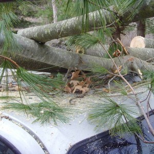 tree vs tacoma