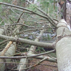 tree vs tacoma