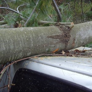 tree vs tacoma