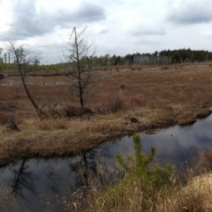 Stafford forge, nj