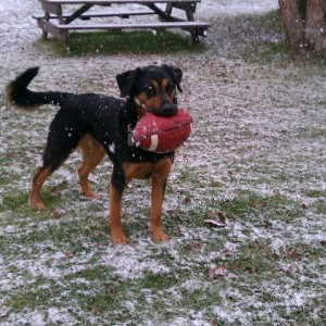 Zeke_football