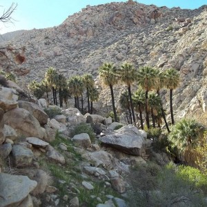 coyote canyon