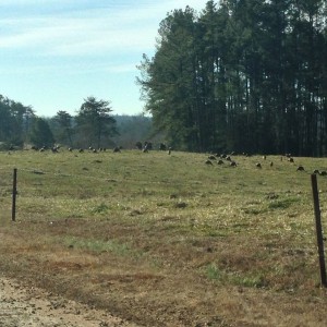 Lots of turkeys to choose from this year.