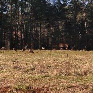 Here's some of the big boys
